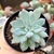 ECHEVERIA BLUE BIRD CRISTATA (PT 9)