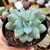 ECHEVERIA BLUE BIRD CRISTATA (PT 9) - Flor da Manhã