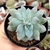 ECHEVERIA BLUE BIRD CRISTATA (PT 9) - comprar online