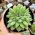 ECHEVERIA GILVA RED CRISTATA (PT 9) - comprar online