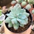 ECHEVERIA BLUE BIRD CRISTATA (PT 9) - loja online