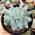 Imagem do ECHEVERIA BLUE BIRD CRISTATA (PT 9)