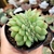 ECHEVERIA GILVA RED CRISTATA (PT 9) - loja online