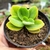 CRASSULA ARGYROPHYLLA VAR. SWAZIENSIS (PT 9) - loja online