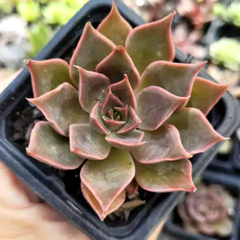 ECHEVERIA MENSA (PT 7)
