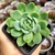 ECHEVERIA RASPBERRY ICE (PT 7) - comprar online