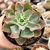 ECHEVERIA SUSAN (PT 9) na internet