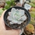 ECHEVERIA MONROE (PT 9) - loja online