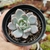 ECHEVERIA MONROE (PT 9) - comprar online