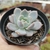 ECHEVERIA MONROE (PT 9) - comprar online