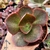 ECHEVERIA HIBRIDA BIG RED (PT 9) na internet