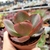 ECHEVERIA HIBRIDA BIG RED (PT 9) - loja online