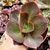 ECHEVERIA HIBRIDA BIG RED (PT 9) - comprar online