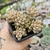 GRAPTOPETALUM MIRINAE ( PT 7) - comprar online