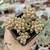 GRAPTOPETALUM MIRINAE ( PT 7) - Flor da Manhã