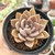 ECHEVERIA SILVER QUEEN (PT 9) na internet