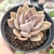 ECHEVERIA SILVER QUEEN (PT 9) - comprar online