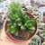 CRASSULA BENJAMIN COM 3 MUDINHAS ( PT 9) - loja online