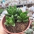 CRASSULA BENJAMIN COM 3 MUDINHAS ( PT 9) - comprar online