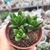 CRASSULA BENJAMIN COM 3 MUDINHAS ( PT 9) na internet