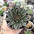 ECHEVERIA LUTEA MARROM (PT 9) - loja online