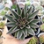 ECHEVERIA LUTEA MARROM (PT 9) - comprar online