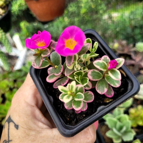 PORTULACEA VARIEGATA (PT 7)