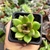 ECHEVERIA EBONY GREEM (PT 7) - comprar online