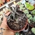 ORBEA DECAISNEANA HESPERIDUM (PT 9) - loja online