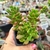 SEDUM JOICE TULOCH VERDE (PT 9) - comprar online