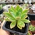 GRAPTOVERIA WATER LILY (PT 7) na internet