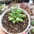 PURPLE DIAMOND PACHYPHYTUM COMPACTUM (PT 9) - Flor da Manhã
