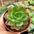 ECHEVERIA BLUE SKI ( PT 9) - comprar online