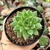 ECHEVERIA RAIN STAR (PT 9) - comprar online