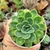 ECHEVERIA ELEGANS (PT 9) - loja online