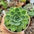 ECHEVERIA ELEGANS (PT 9) - comprar online