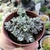 SEDUM SPATHULIFOLIUM CAPE BRANCO (PT9) na internet