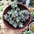 SEDUM SPATHULIFOLIUM CAPE BRANCO (PT9) - comprar online