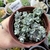 SEDUM SPATHULIFOLIUM CAPE BRANCO (PT9)