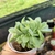 ECHEVERIA WHITE SNOW CRISTATA ( PT 9) - comprar online