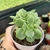 ECHEVERIA WHITE SNOW CRISTATA ( PT 9)