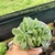 ECHEVERIA WHITE SNOW CRISTATA ( PT 9) na internet