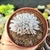 ECHEVERIA MONROE CRISTATA "3" (PT 9) - comprar online