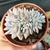 ECHEVERIA MONROE CRISTATA "2" (PT9) - comprar online