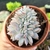 ECHEVERIA MONROE CRISTATA "2" (PT9) na internet