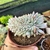 Imagem do ECHEVERIA MONROE CRISTATA "1" (PT 9)