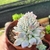 ECHEVERIA MONROE CRISTATA "1" (PT 9) na internet