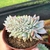 ECHEVERIA MONROE CRISTATA "1" (PT 9) - comprar online