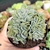 ECHEVERIA TOPSY TURVY CRISTATA "1" (PT 9) - loja online