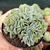 ECHEVERIA TOPSY TURVY CRISTATA "1" (PT 9) - comprar online